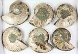 Lot: - Cut Ammonite Pairs (Grade B/C) - Pairs #77328-1